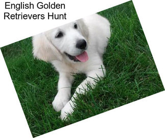 English Golden Retrievers Hunt