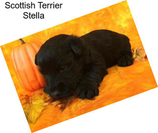 Scottish Terrier Stella