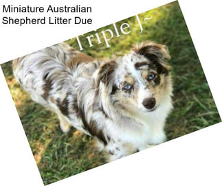 Miniature Australian Shepherd Litter Due