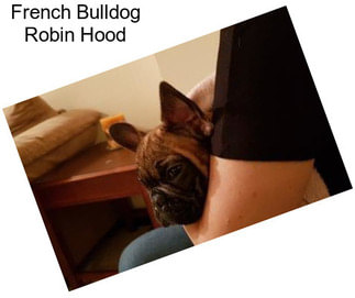 French Bulldog Robin Hood