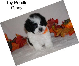 Toy Poodle Ginny