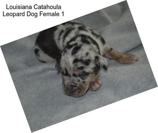 Louisiana Catahoula Leopard Dog Female 1
