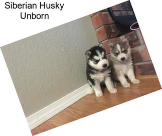 Siberian Husky Unborn
