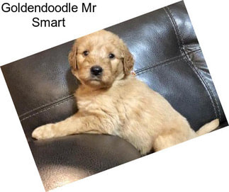Goldendoodle Mr Smart