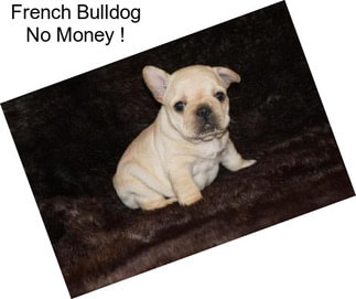 French Bulldog No Money !