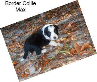 Border Collie Max