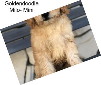Goldendoodle Milo- Mini