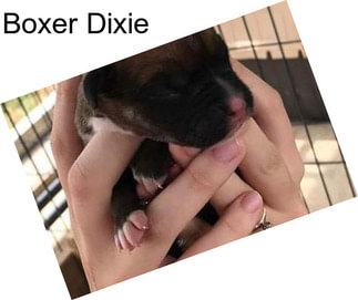 Boxer Dixie