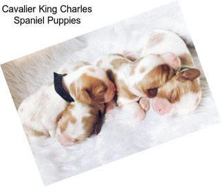 Cavalier King Charles Spaniel Puppies