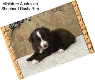 Miniature Australian Shepherd Rusty Rtm