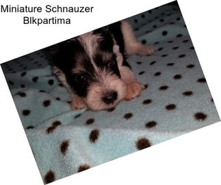 Miniature Schnauzer Blkpartima