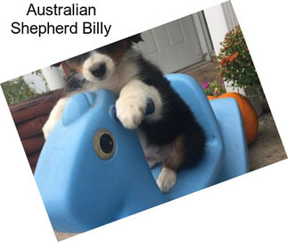 Australian Shepherd Billy