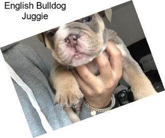 English Bulldog Juggie