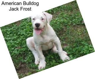American Bulldog Jack Frost