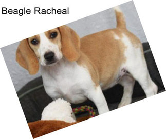 Beagle Racheal