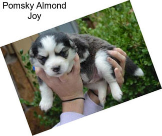 Pomsky Almond Joy