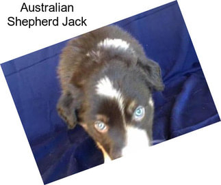 Australian Shepherd Jack