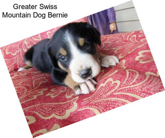 Greater Swiss Mountain Dog Bernie