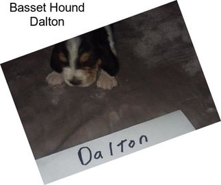 Basset Hound Dalton