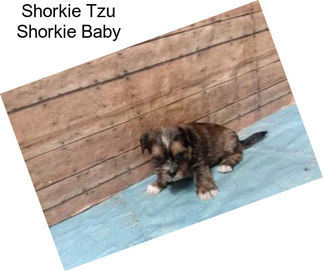 Shorkie Tzu Shorkie Baby