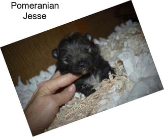Pomeranian Jesse