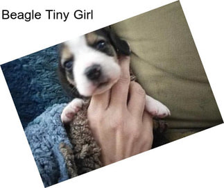 Beagle Tiny Girl