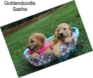 Goldendoodle Sasha