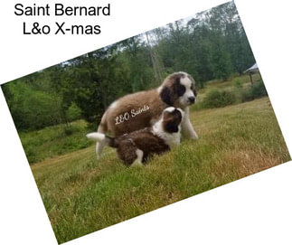 Saint Bernard L&o X-mas