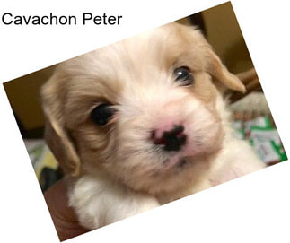 Cavachon Peter