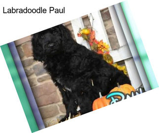 Labradoodle Paul