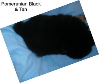 Pomeranian Black & Tan