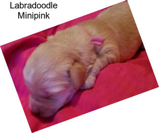 Labradoodle Minipink