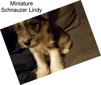 Miniature Schnauzer Lindy