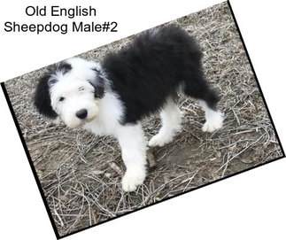 Old English Sheepdog Male#2