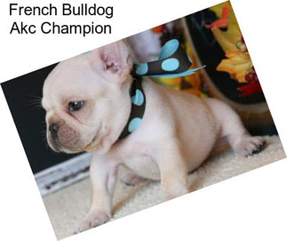 French Bulldog Akc Champion