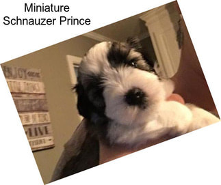 Miniature Schnauzer Prince