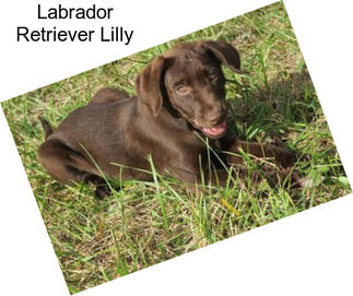 Labrador Retriever Lilly