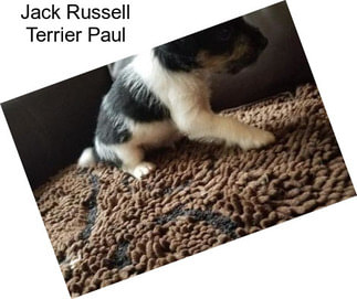 Jack Russell Terrier Paul