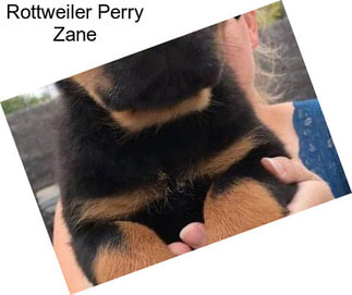 Rottweiler Perry Zane