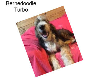 Bernedoodle Turbo