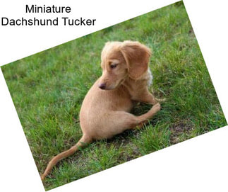 Miniature Dachshund Tucker