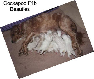 Cockapoo F1b Beauties