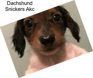 Dachshund Snickers Akc