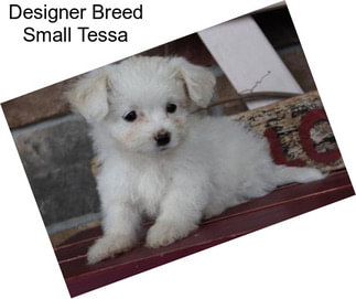 Designer Breed Small Tessa