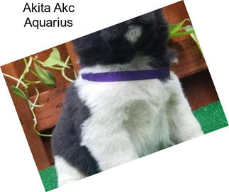 Akita Akc Aquarius