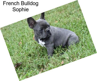French Bulldog Sophie