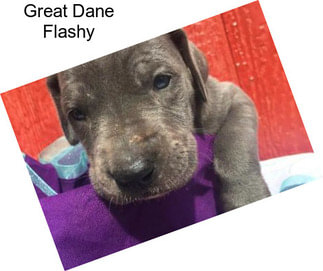 Great Dane Flashy