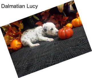 Dalmatian Lucy
