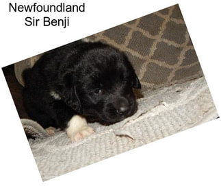 Newfoundland Sir Benji