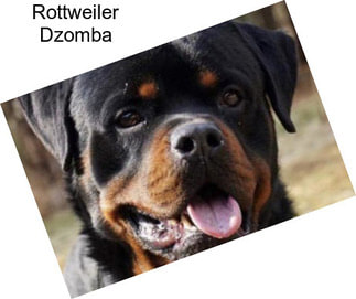 Rottweiler Dzomba